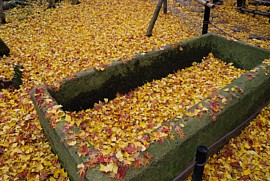 石棺の上のイチョウの葉